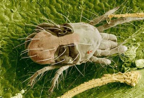 Przędziorki zagrażają jabłoniom