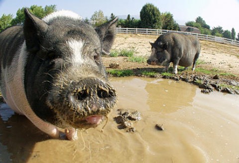USA – Cena mięsa wieprzowego rośnie