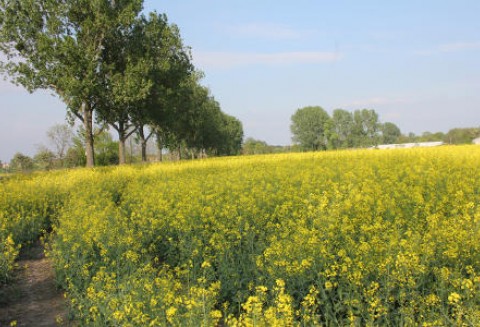 Ceny oleistych na giełdach światowych - 25.05.2012