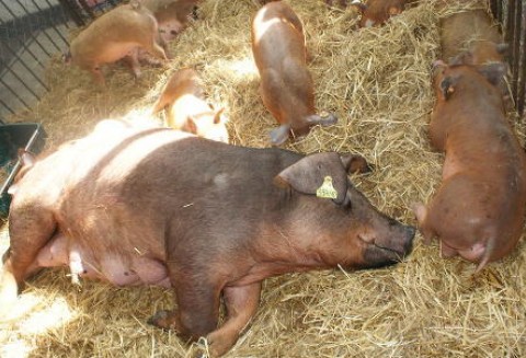 ZM SALUS przygotowane do przeprowadzania certyfikacji Systemu Gwarantowanej Jakości Żywności  QAFP w zakresie Zeszytu Branżowego „Kulinarne Mięso Wieprzowe”