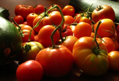 Zbiory pomidorów przemysłowych na świecie