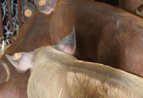 Informacja nt. uczestnictwa Głównego Lekarza Weterynarii w wizycie Prezydenta Rzeczypospolitej Polskiej w Chińskiej Republice Ludowej w dniach 18 – 22 grudnia 2011 r.