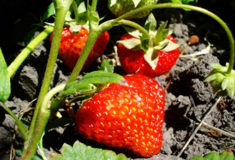 Od połowy czerwca spadną ceny truskawek