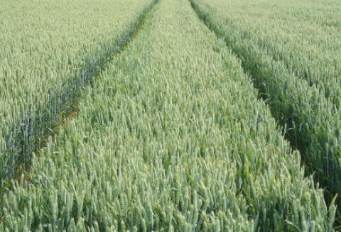 Ceny zbóż kontynuują wzrosty na światowych giełdach - 2.02.2012