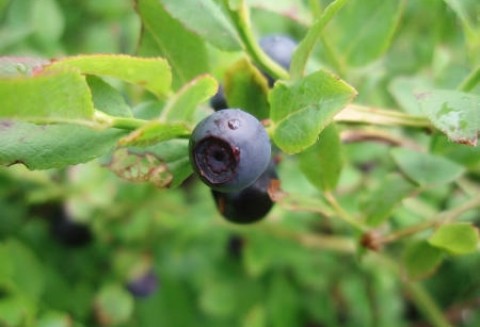 Borówka z Polski cieszy się sporym zainteresowaniem