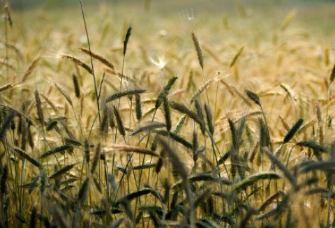 Amerykański raport przewidujący tereny zasiewów i status zbiorów zostanie opublikowany