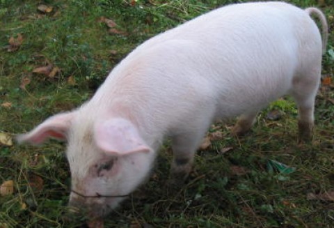 Szczegółowe badania żywej trzody chlewnej oraz gotowego do sprzedaży mięsa nie wykazały obecności dioksyn