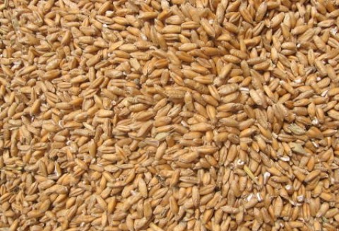 Australia – Rekordowe zbiory pszenicy