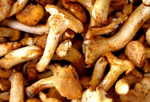 Portugalia – Dietetyczne odpady z grzybów w żywności