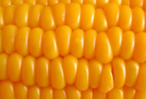 Rekordowe zbiory kukurydzy na świecie