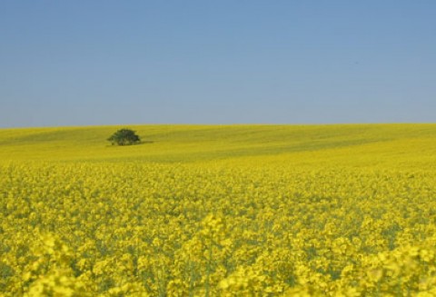 Komisja Europejska ukarze Polskę za nie wdrożenie w terminie Dyrektywy 2009/28/WE?