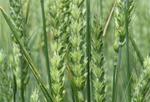 Krajowe ceny zbóż w punktach skupu