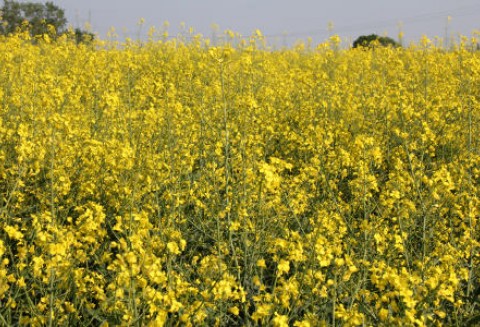 Mniejsze zbiory rzepaku