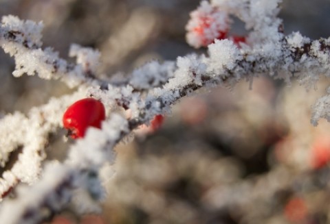 Przymrozki gruntowe – niższe plony