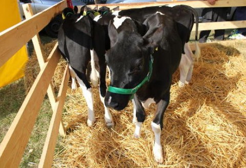 Od września nie będzie mleka dla dzieci w szkołach?