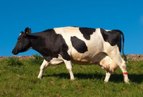 Włochy - Co piąta zarejestrowana krowa nie istnieje