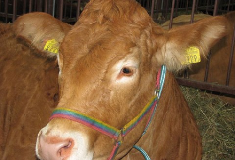 Będą dodatkowe pieniądze dla producentów i przetwórców wysokiej jakości wołowiny z certyfikatem QMP