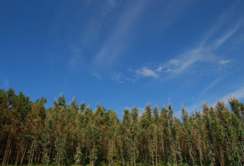 Zalesianie gruntów rolnych oraz zalesianie gruntów innych niż rolne - obwieszczenie