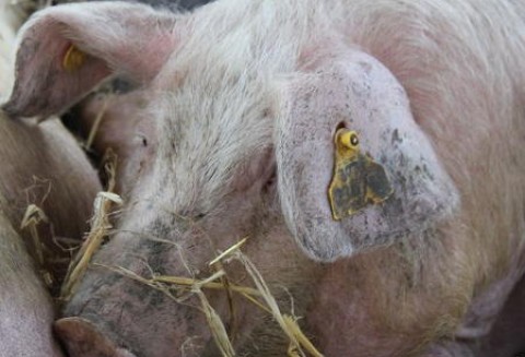 Więcej unijnej wieprzowiny idzie na eksport