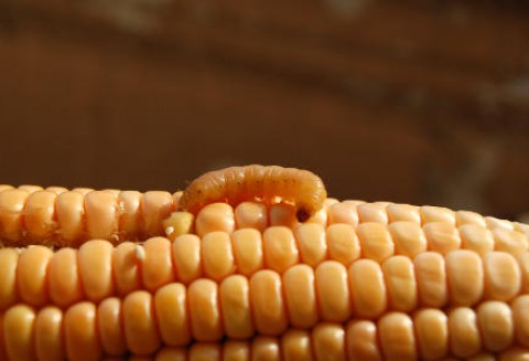 Ploniarka zbożówka (Oscinella frit)