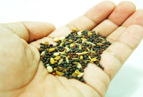 Komunikat Głównego Inspektora Ochrony Roślin i Nasiennictwa