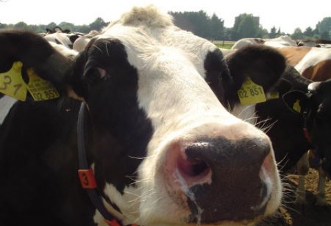 Zapraszamy na Międzynarodowe Targi Hodowli Zwierząt FARMA!