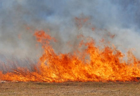 ARiMR przypomina, że wypalanie traw przez rolników jest zabronione i grożą za to sankcje finansowe
