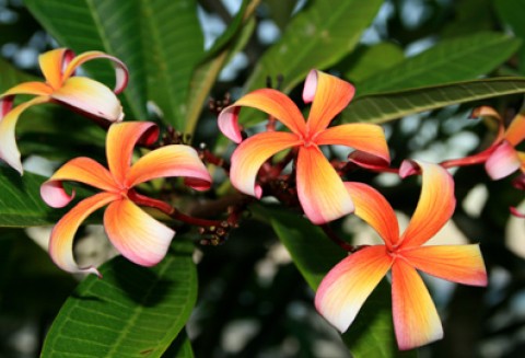 Święto Kwiatów, Owoców i Warzyw