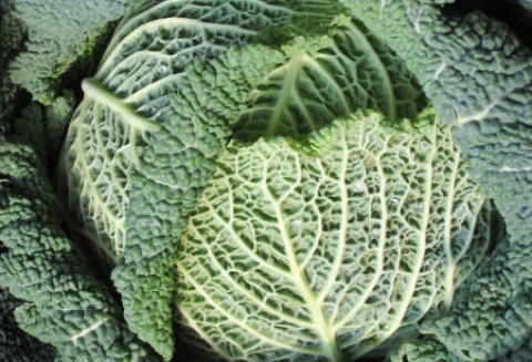 Rynek polskiej kapusty