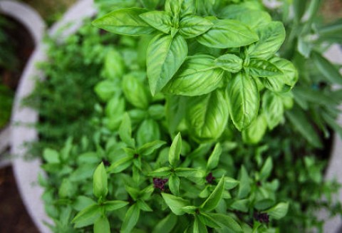 Bazylia wonna (Ocimum basilicum Lamiacea)