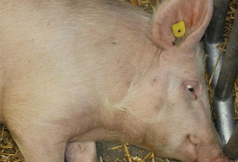 Możliwości współpracy handlowej z Nową Zelandią