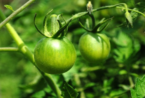 Spotkanie polskiej Prezydencji z nowym Przewodniczącym Komisji Kodeksu Żywnościowego FAO/WHO