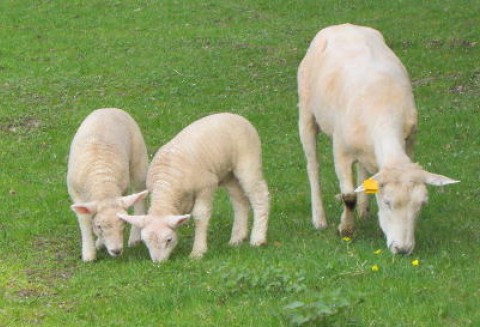 Argentyna – Spadek eksportu mięsa owczego