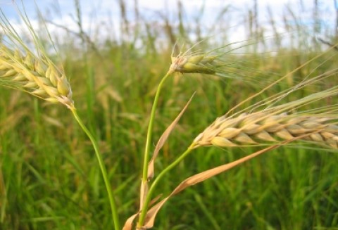 Zamieszanie na rynku zbóż - brakuje ziarna, a ceny wciąż rosną