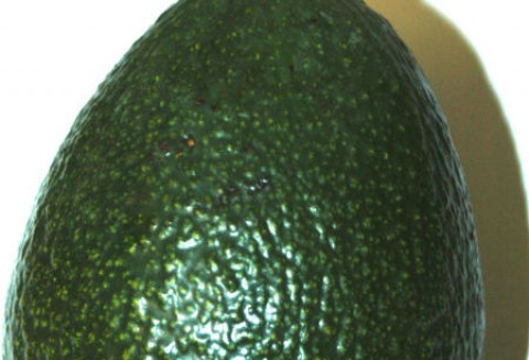 Chile – Tegoroczne zbiory awokado są dobre