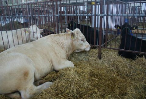 Paragwaj – Powrót pryszczycy