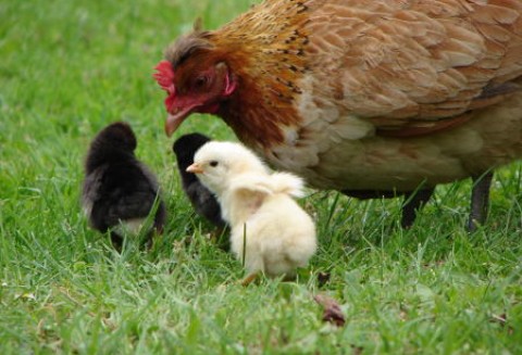W tym roku polskie zakłady mięsne przeżywają horror