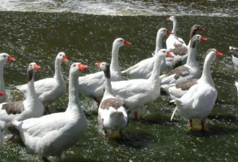 Powrót do hodowli gęsi