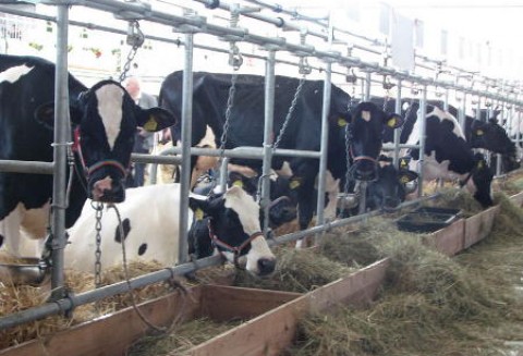 Niemcy – Będą kary za przekroczenie kwoty mlecznej?