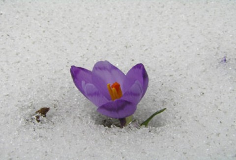 Zarząd WIR apeluje do Ministra Rolnictwa