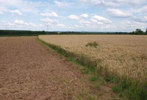 Stan Żniw w Województwie Lubuskim