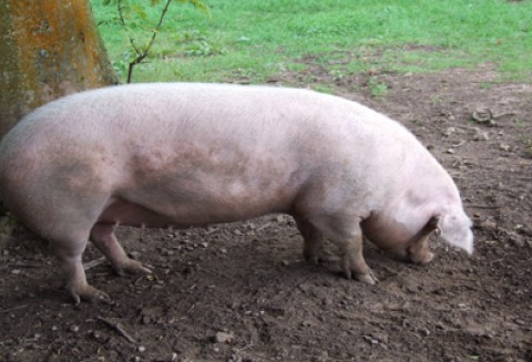 Ceny trzody chlewnej zebrane przez 