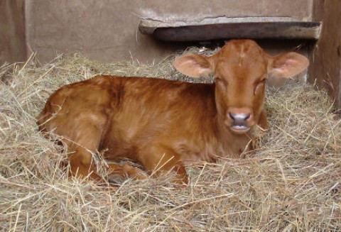 Niemcy – Wzrost produkcji mięsa już piąty rok z rzędu