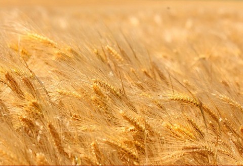 Ceny zbóż i oleistych na giełdach światowych–12.09.2011