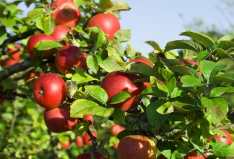 Francja – Spadek zbiorów jabłek