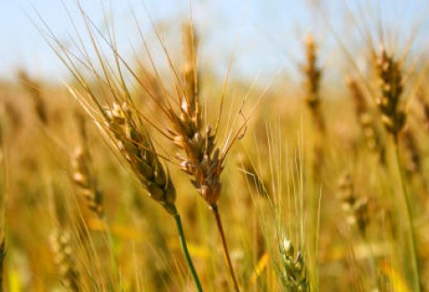 Ukraina – Eksport zbóż ograniczony