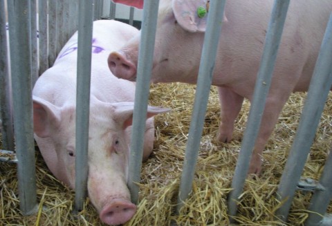 Rośnie import i eksport wieprzowiny