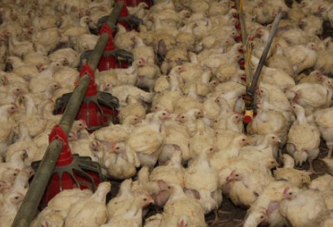 Brazylia – Wzrost produkcji kurcząt brojlerów