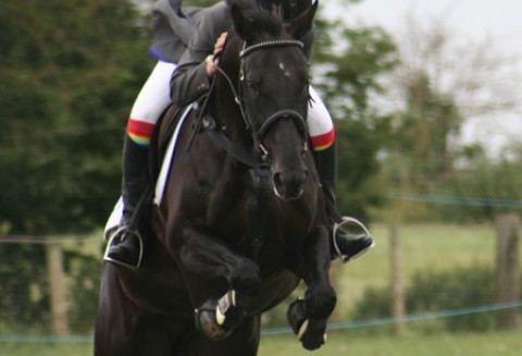 ANR na zawodach konia wierzchowego