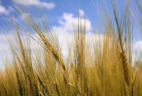 Przybrały na sile spadki zbóż na giełdach światowych – 30.03.2012